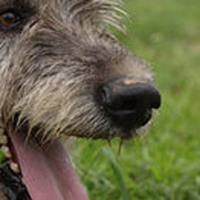 爱尔兰猎狼犬的鼻子