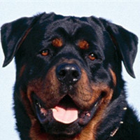 罗威纳犬的耳朵