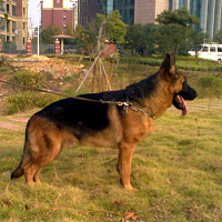 德国牧羊犬的整体描述