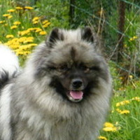 荷兰毛狮犬的头部