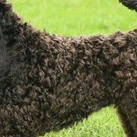 爱尔兰梗的毛发