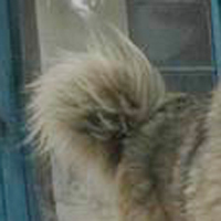 高加索犬的尾巴