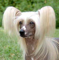 中国冠毛犬的耳朵