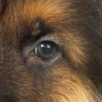 德国牧羊犬的眼睛