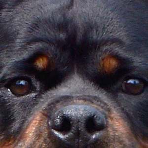 罗威纳犬的眼睛