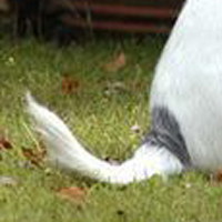 杰克罗素梗的尾巴