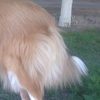 苏格兰牧羊犬的尾巴