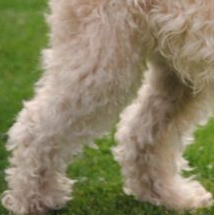 软毛麦色梗的后腿