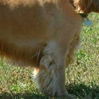 英国可卡犬的前腿