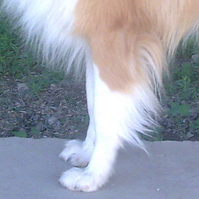 苏格兰牧羊犬的前腿