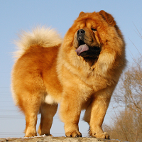 松狮犬的整体描述