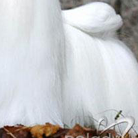 马尔济斯犬的毛发