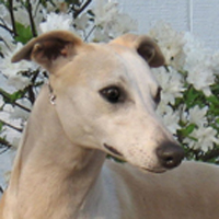 惠比特犬的头部