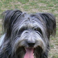 波兰低地牧羊犬的耳朵