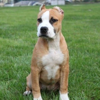 斯塔福郡斗牛梗的整体描述