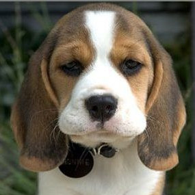 比格猎犬的头部