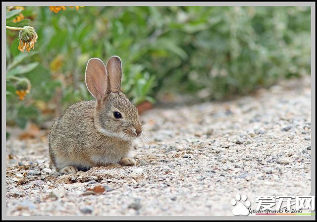 4617238835_777c1169ea_z