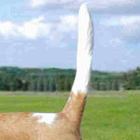 比格猎犬的尾巴