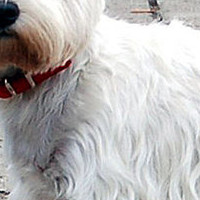 西高地犬的毛发