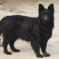 比利时牧羊犬的整体描述