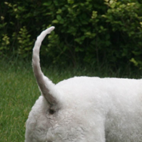 贝灵顿梗的尾巴