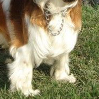 骑士查理王小猎犬的前腿