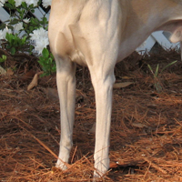 惠比特犬的前腿