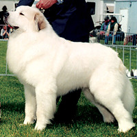 大白熊犬的整体描述