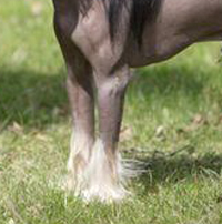 中国冠毛犬的前腿