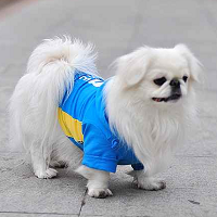 京巴狗的整体描述