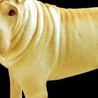 中国沙皮犬的毛发