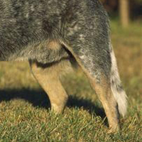 澳大利亚牧牛犬的后腿