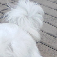 马尔济斯犬的尾巴