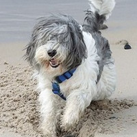 波兰低地牧羊犬的颜色