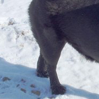 舒柏奇犬的后腿