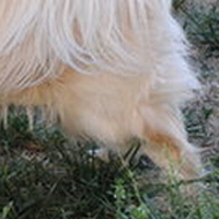 西藏猎犬的后腿