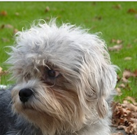 丹迪丁蒙梗的头部