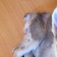 澳大利亚牧羊犬的尾巴