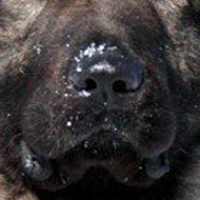 高加索犬的鼻子