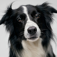 边境牧羊犬的头部