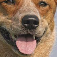 澳大利亚牧牛犬的鼻子