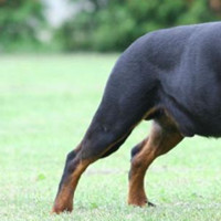 罗威纳犬的后腿