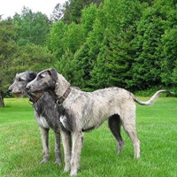 爱尔兰猎狼犬的整体描述