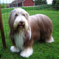 古代长须牧羊犬的整体描述