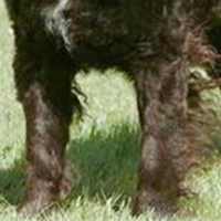 美国水猎犬的前腿