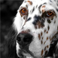 英国雪达犬的头部