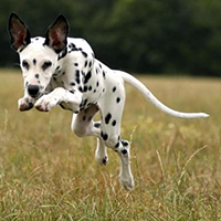 大麦町犬的整体描述