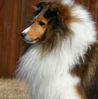 喜乐蒂牧羊犬的颈部