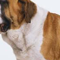 圣伯纳犬的颈部