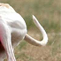 惠比特犬的尾巴